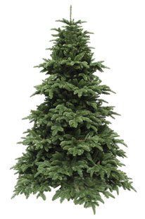 Ялина 2,30 м Abies Nordmann de Luxe зелена 8711473890211 фото