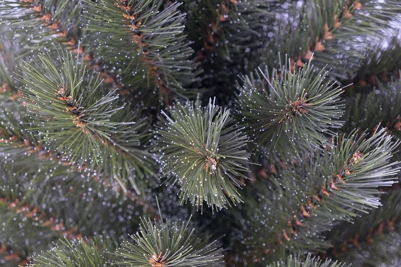 Сосна 60 см з інеєм, Forest Frosted 8717669551874 фото
